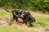 BEAUCERON - PUPPIES 278